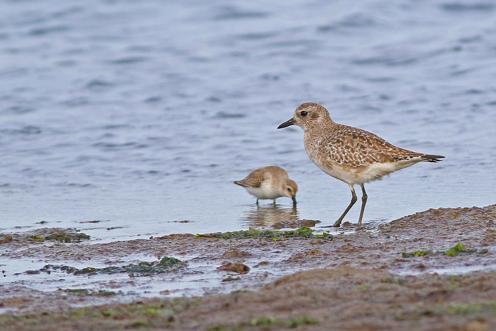 Black-bellied Plover
